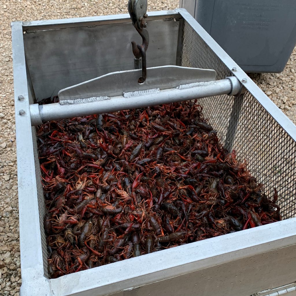 Crawfish
